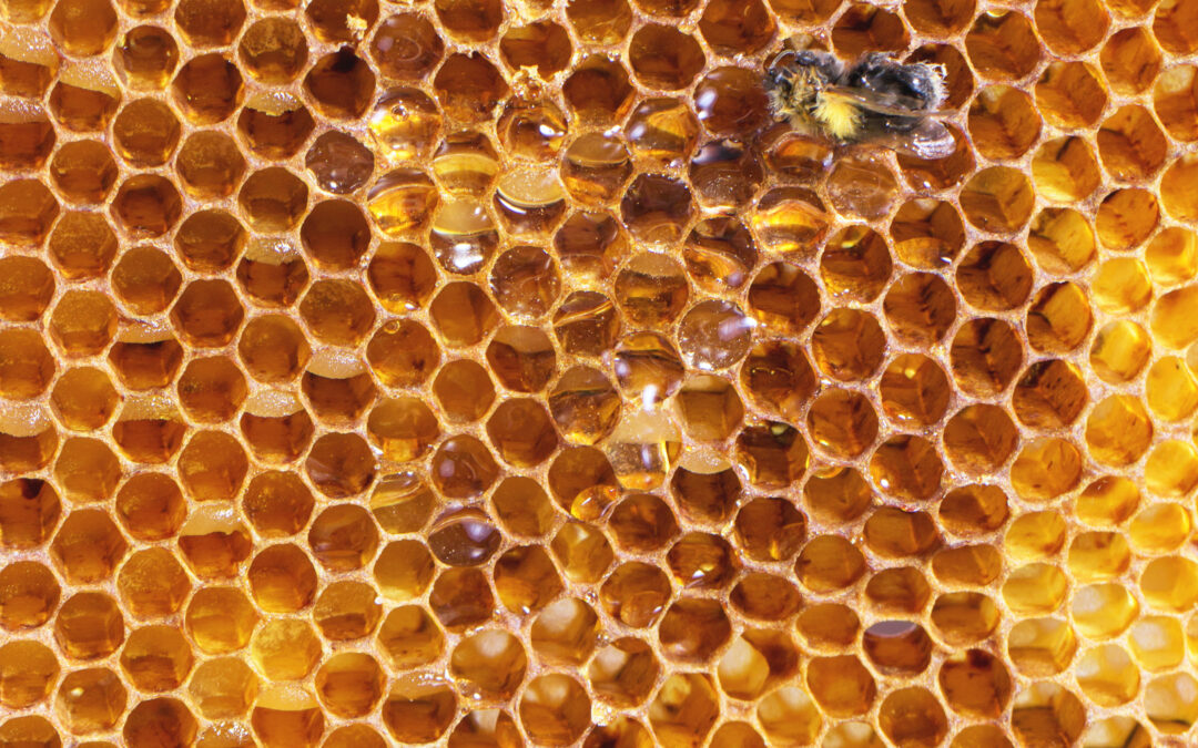 Beekeeping 101: Everything You Need to Know About Keeping Bees at Home