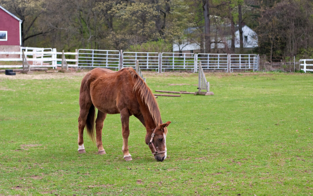 Raising Livestock in your Backyard: A Beginner’s Guide