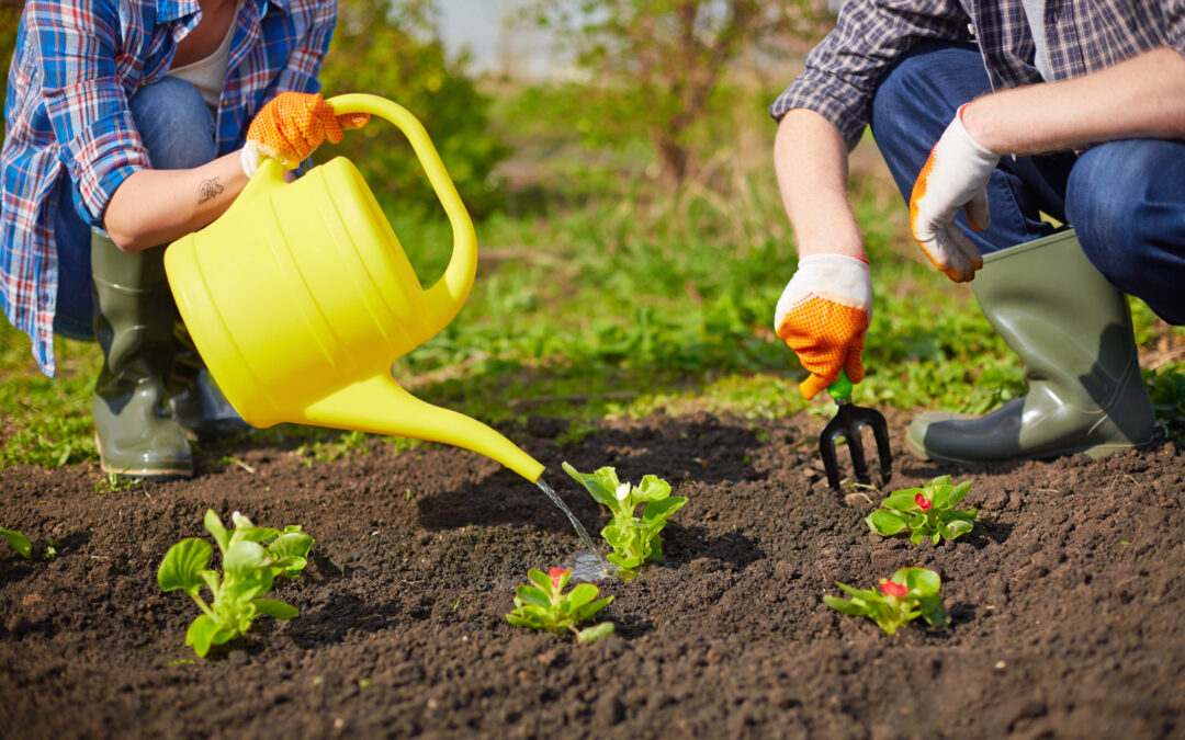 Home Gardening 101: A Beginner’s Guide to Growing Your Own Vegetables and Fruits