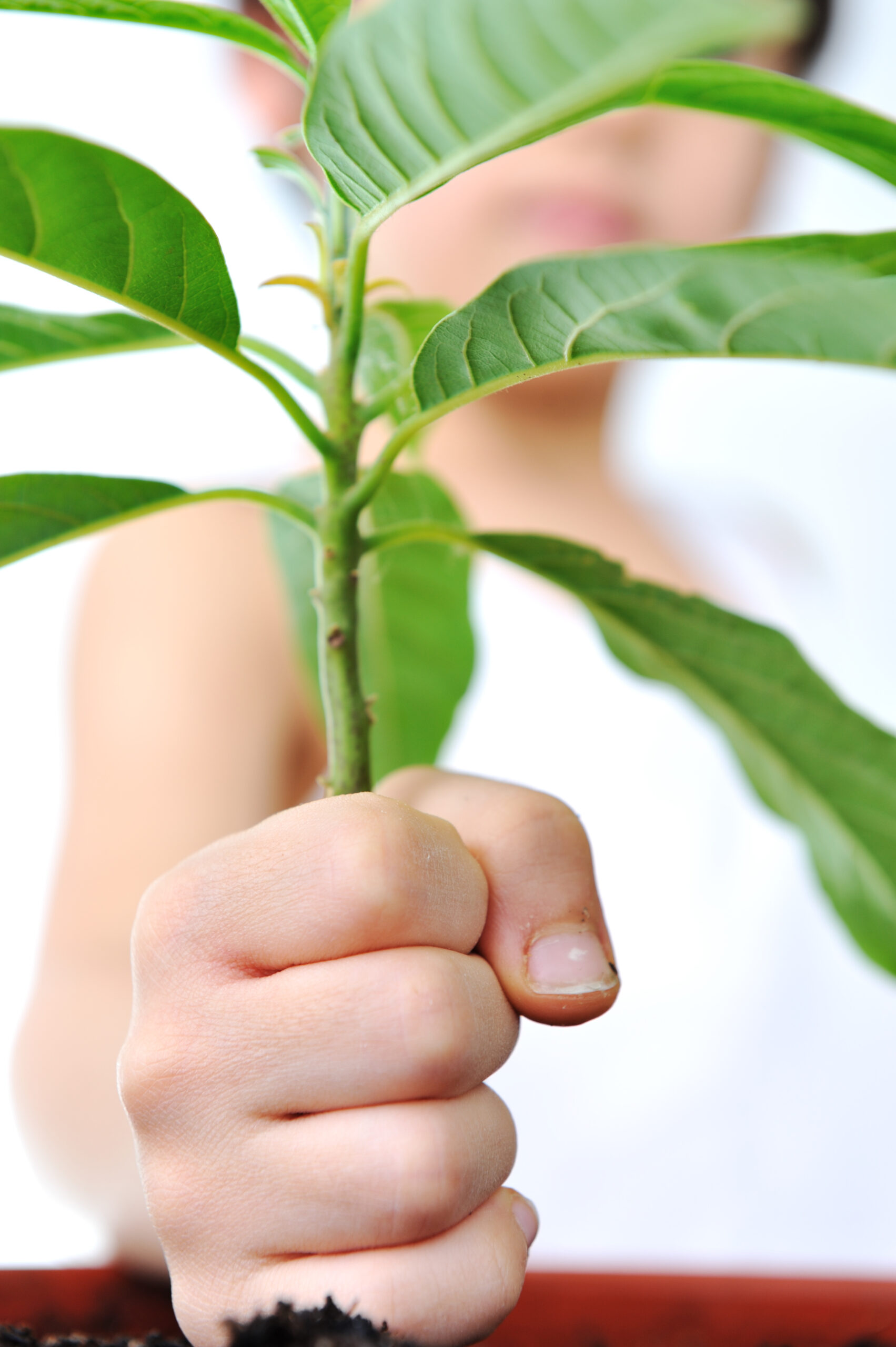 Grow Green: The Ultimate Beginner’s Guide to Organic Gardening 3 child hand with green plant isolated on white green concept rYt2 IaHi scaled