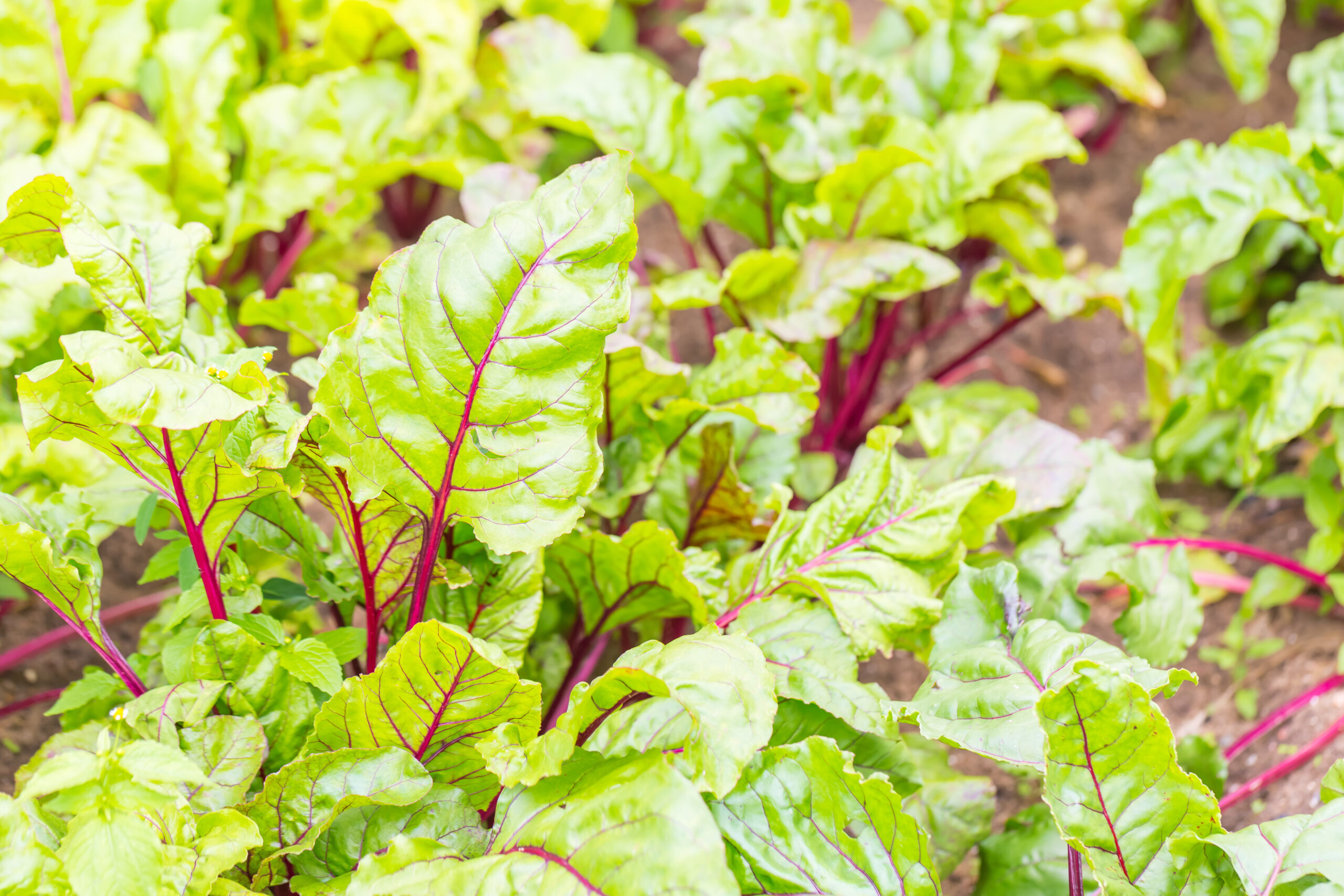 From Soil to Supper: How to Harvest Abundant, Chemical-Free Produce 3 mg i5a0311 scaled