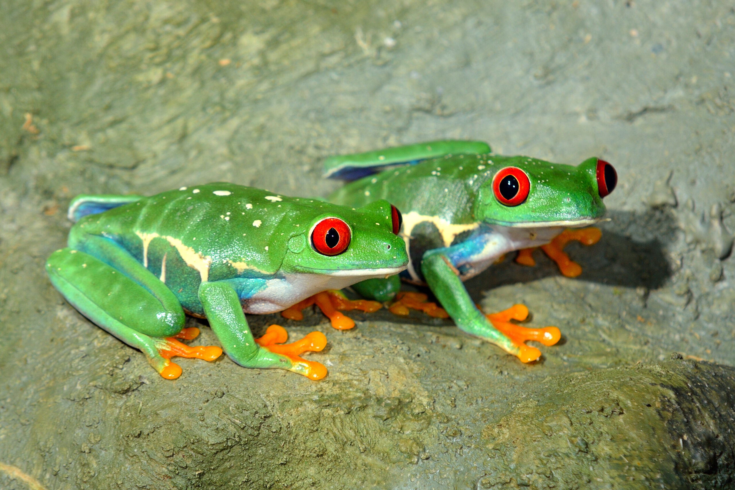 From Soil to Spoon: Transform Your Yard with Organic Techniques 3 AS 03282016 Amphibians DSC 9349cr scaled