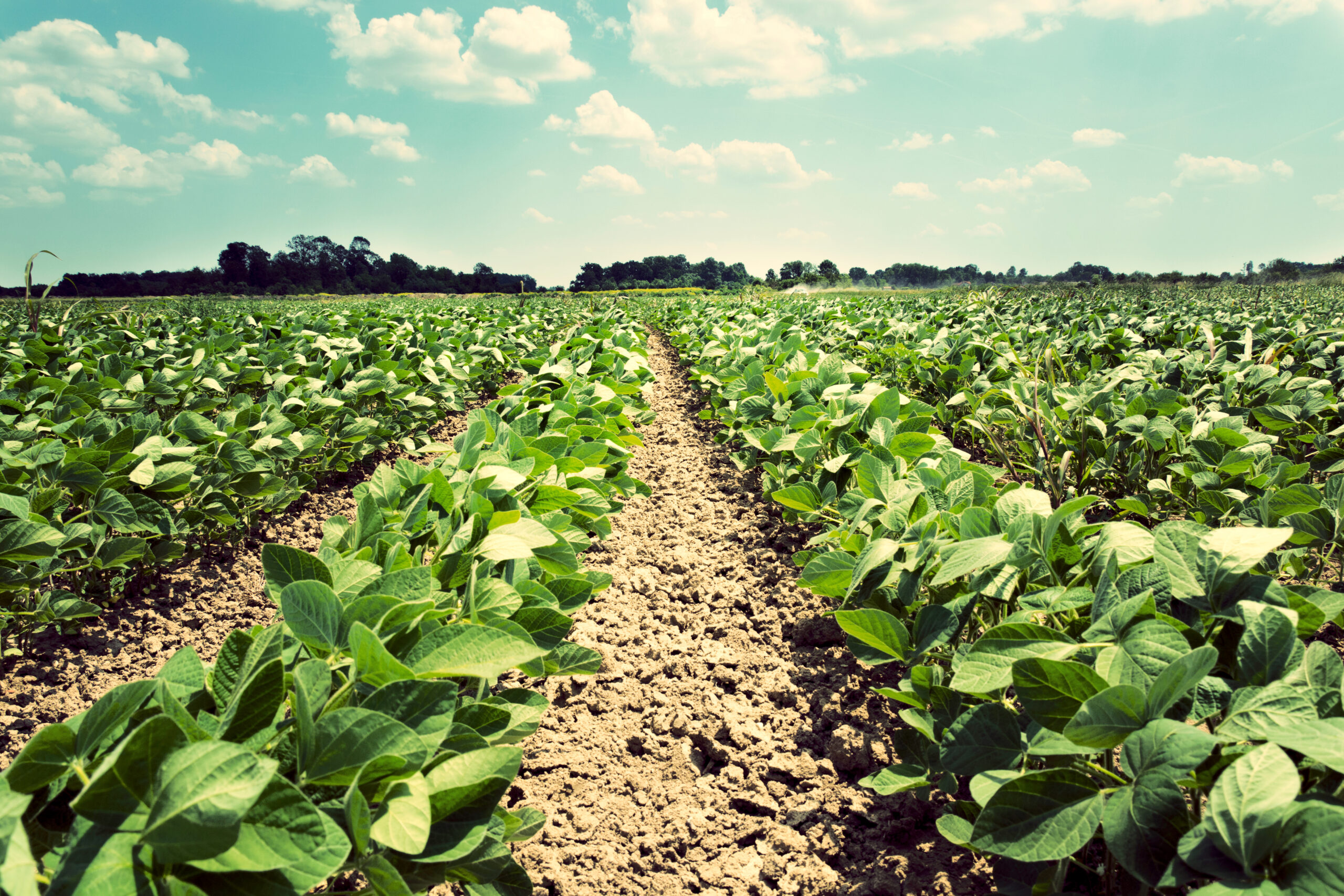 Zero-Chem Garden: How to Produce Healthier, Tastier Vegetables Naturally 3 young soybean scaled