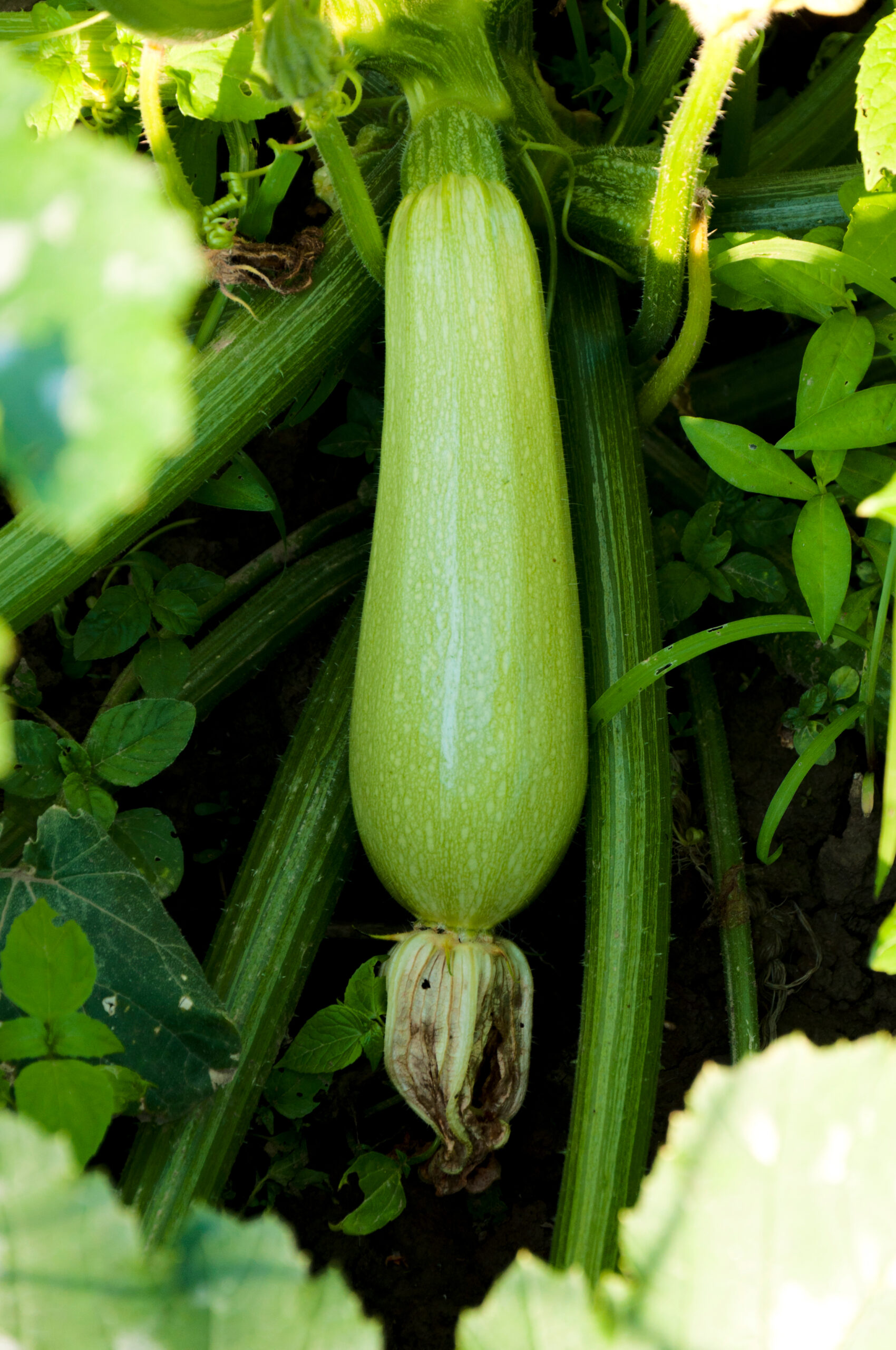 Urban Eden: How to Create a Lush Organic Garden in Small Spaces 3 young zucchini scaled