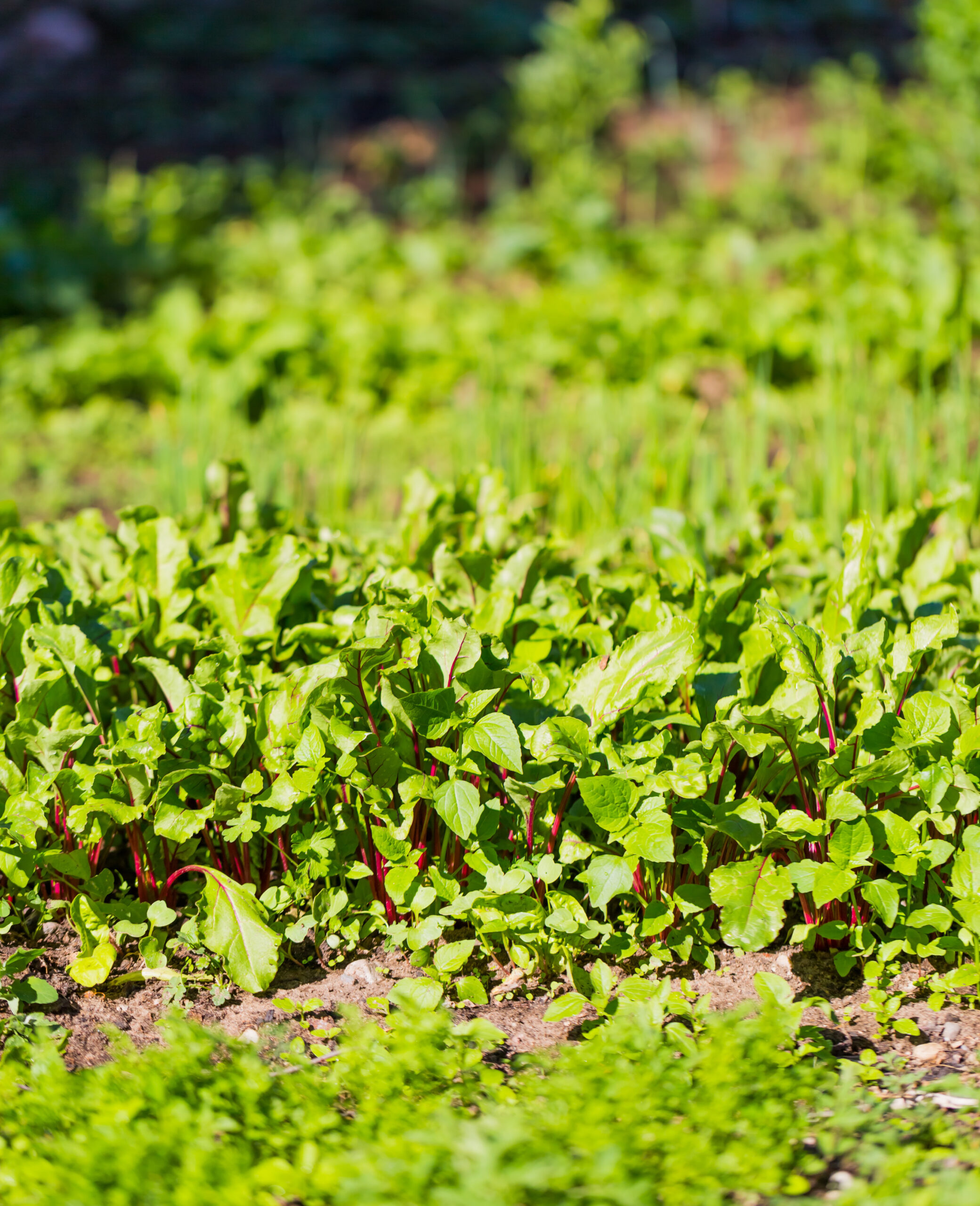 Pesticide-Free Paradise: Organic Gardening Tips for a Healthier Garden 6 mg i5a7084 scaled