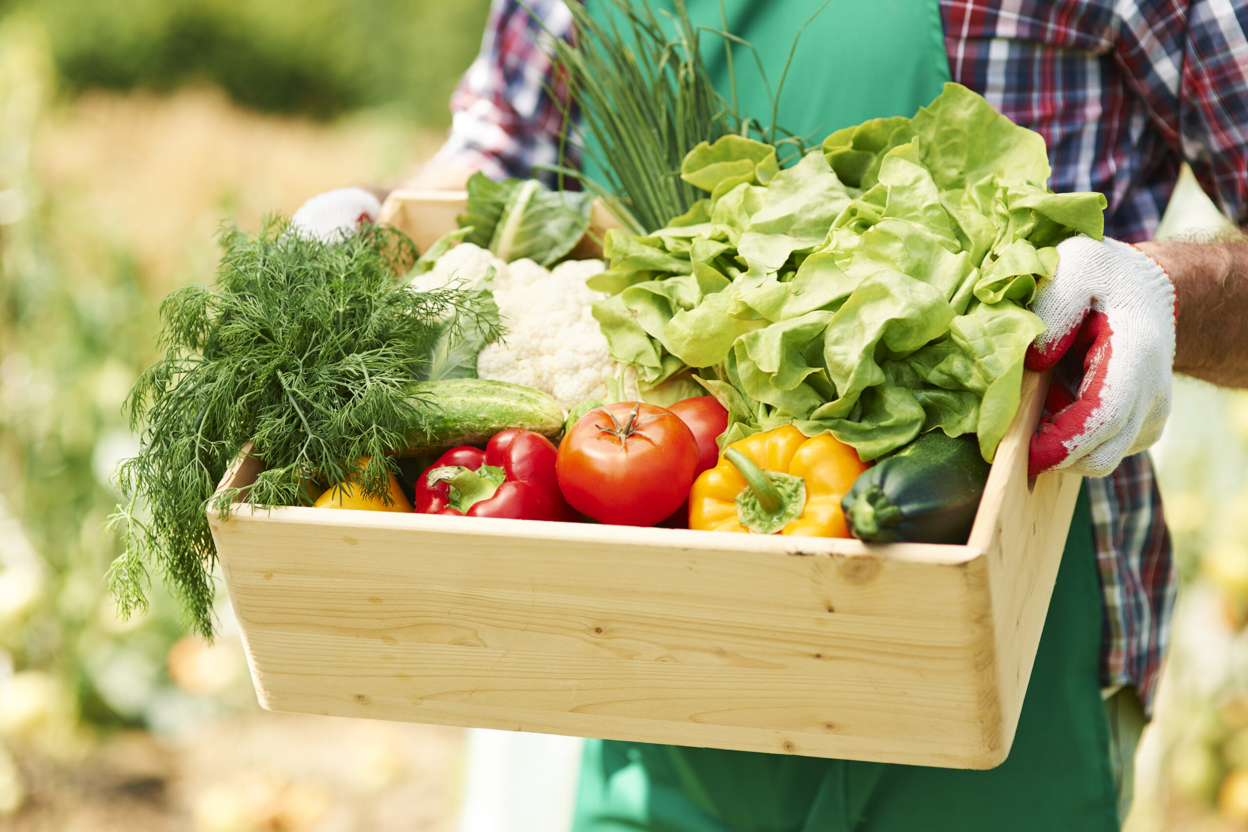 Pesticide-Free Paradise: Transform Your Yard with Organic Gardening 3 storyblocks close up of box with vegetables in hands of mature man rZxBe 0DqM scaled
